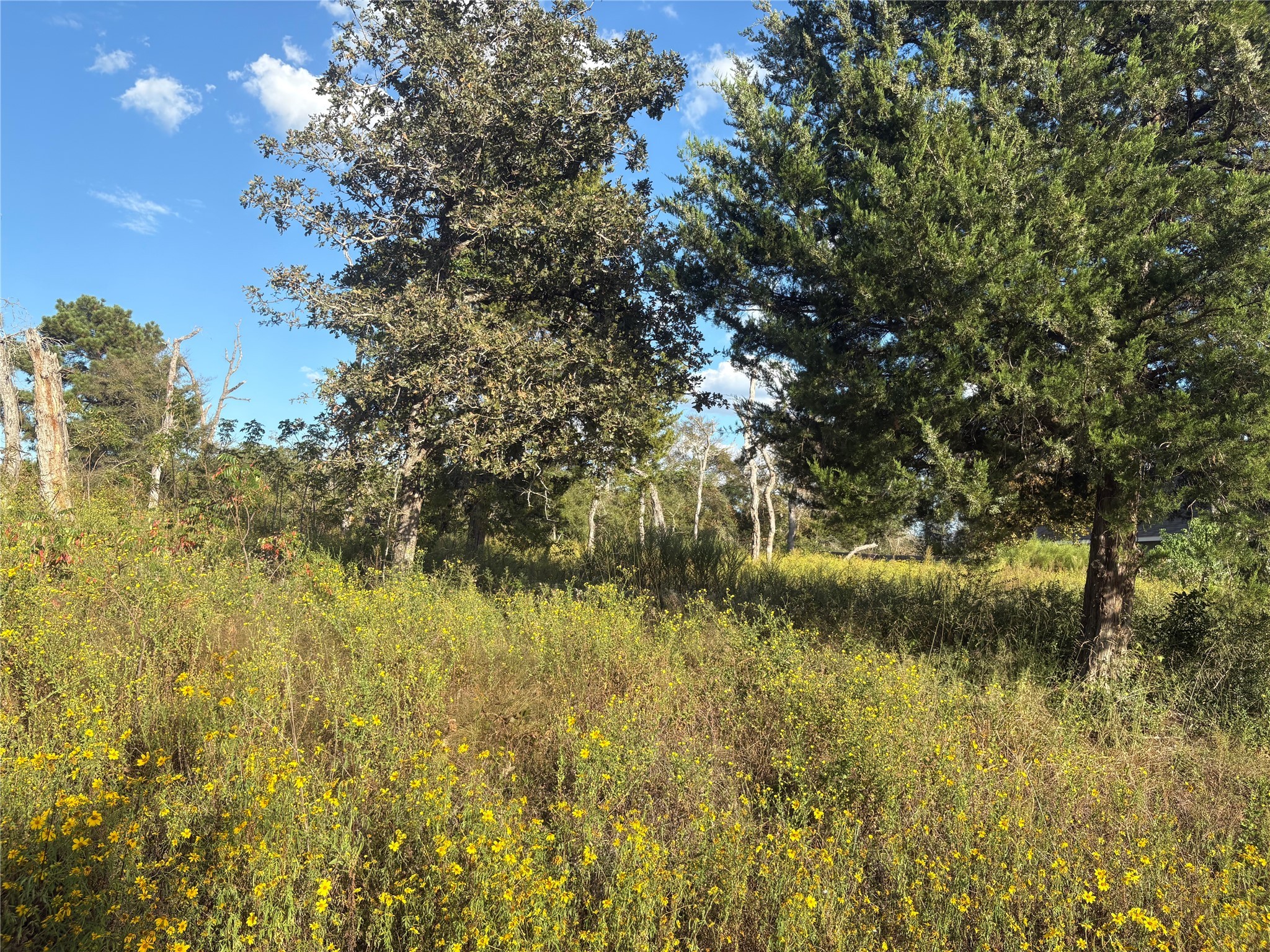 38417 Park View Drive Hempstead, TX 77445 - Photo 7 of 26 a view of lake with tree