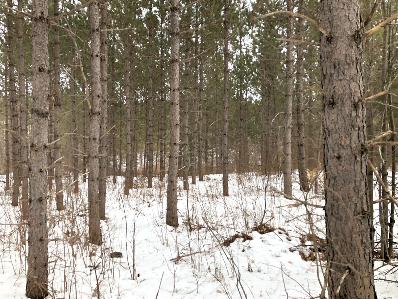 Near Swamp Lake Road Tomahawk, WI 54487 - Photo 20 of 22 Gallery Image 20