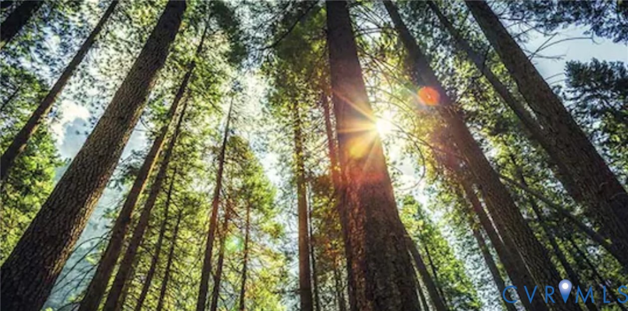 a yard with lots of trees