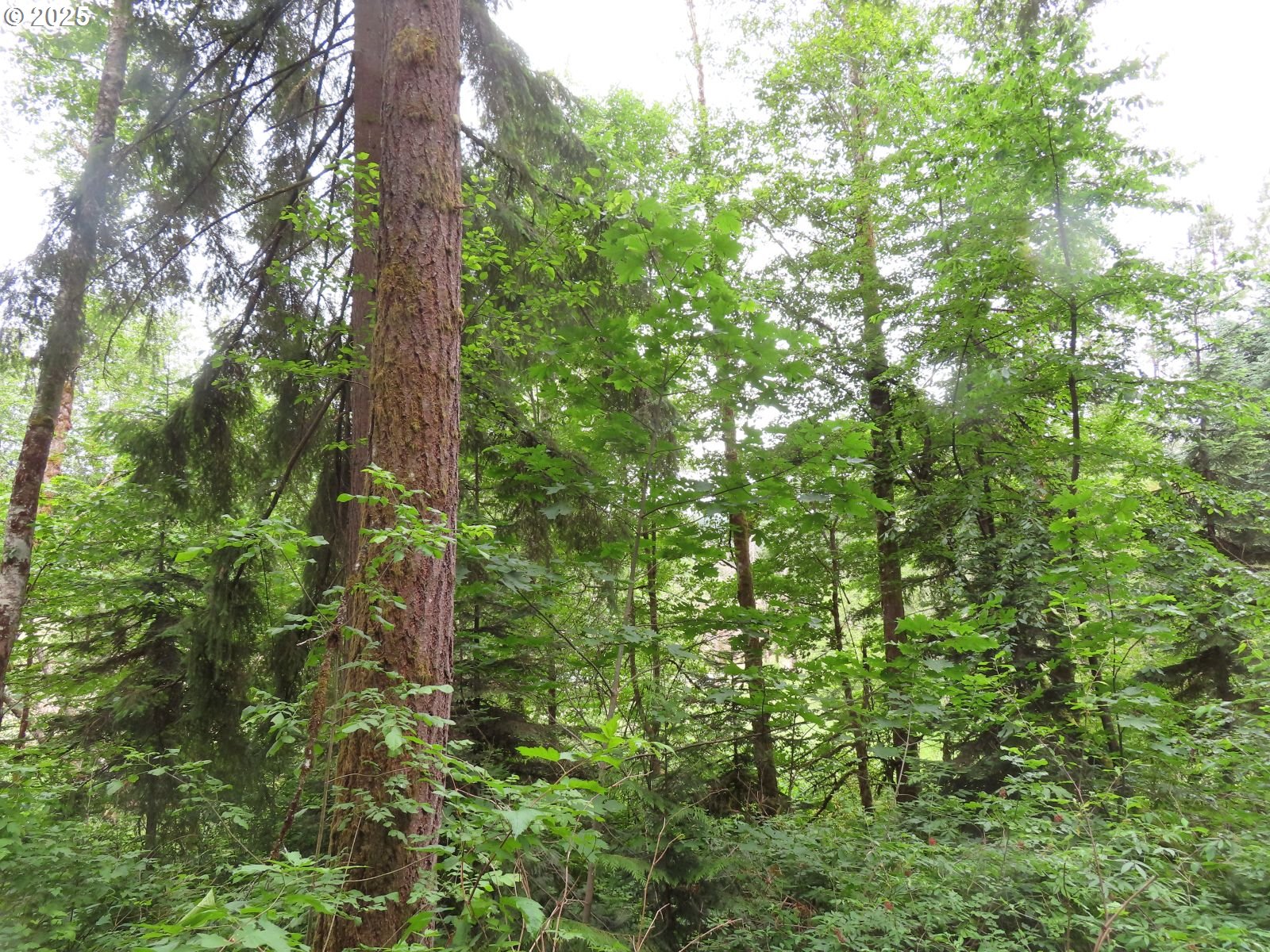 21720 Zenkner Valley Road Centralia, WA 98531 - Photo 16 of 17