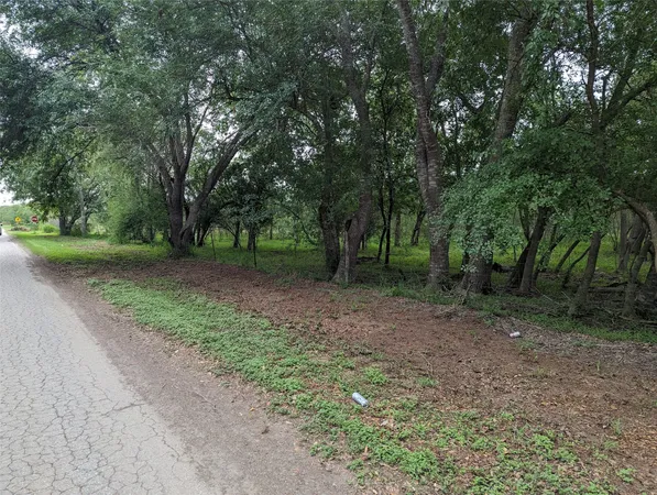 a view of a forest with trees in the background