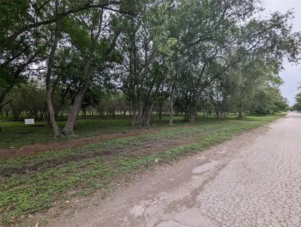 a view of a forest with trees in the background