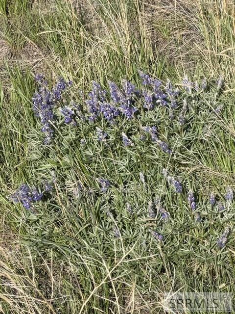238 Geertson Creek Road Salmon, ID 83467 - Photo 27 of 36