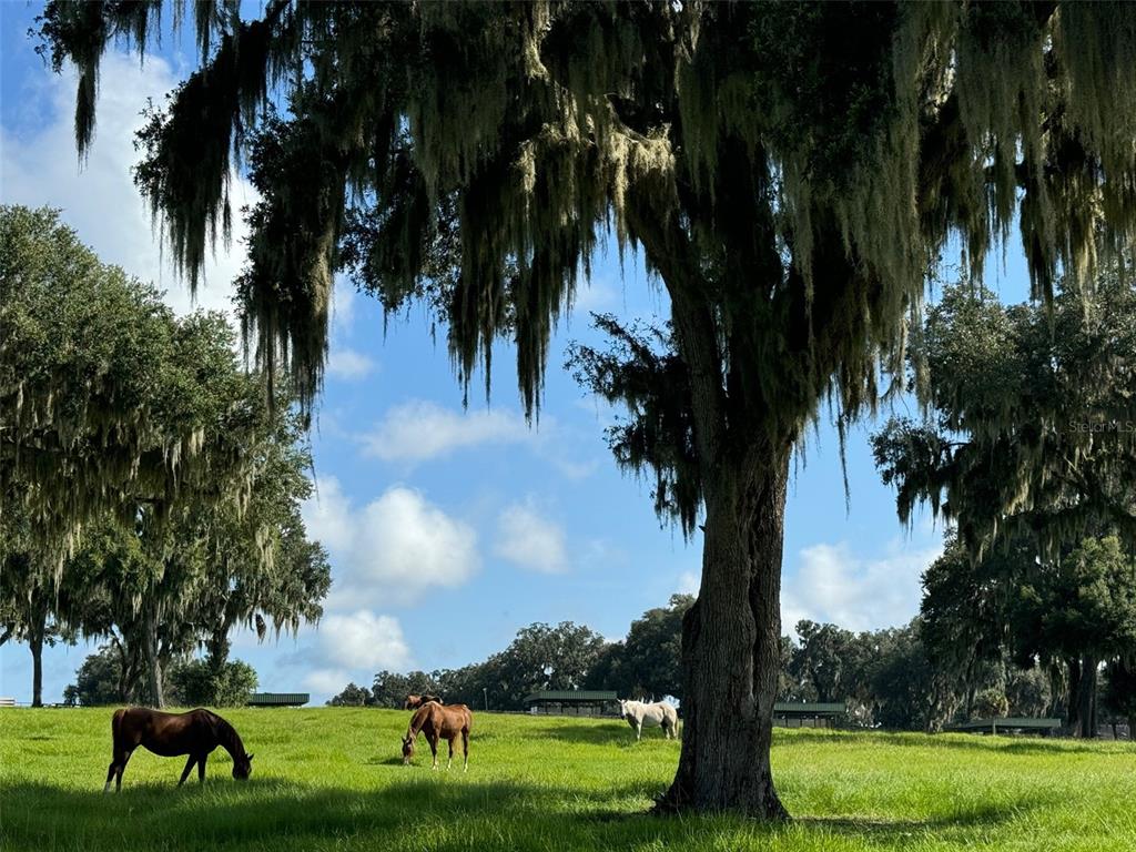 5540 Southeast 157th Street Road Summerfield, FL 34491 - Photo 25 of 25 a view of a garden