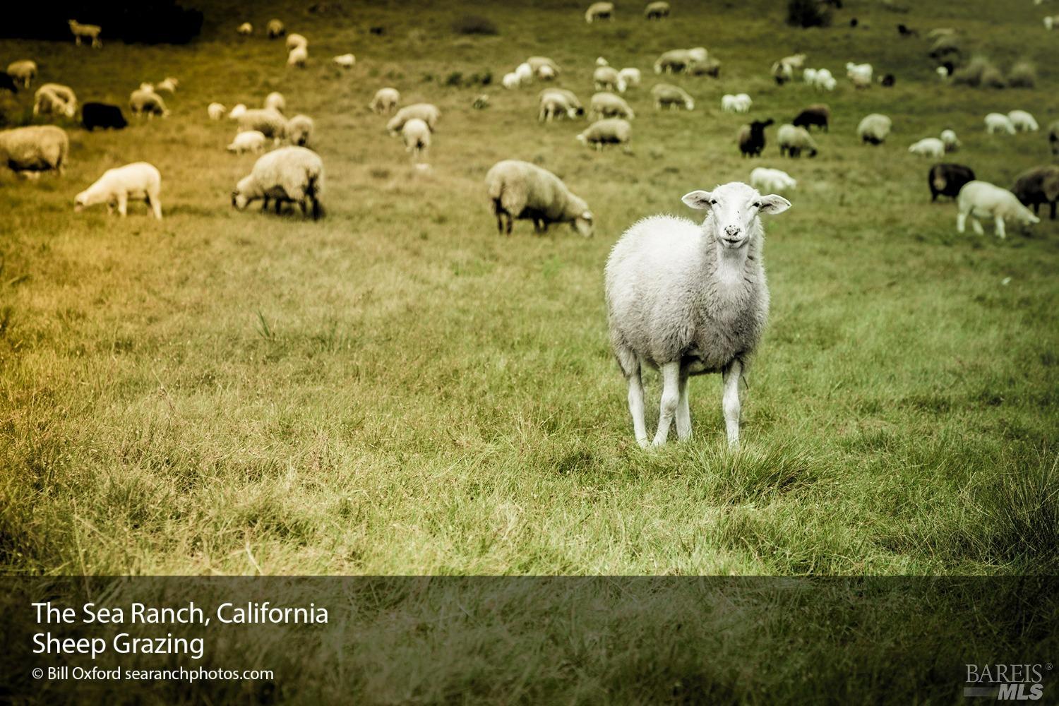 332 Antler The Sea Ranch, CA 95497 - Photo 22 of 26