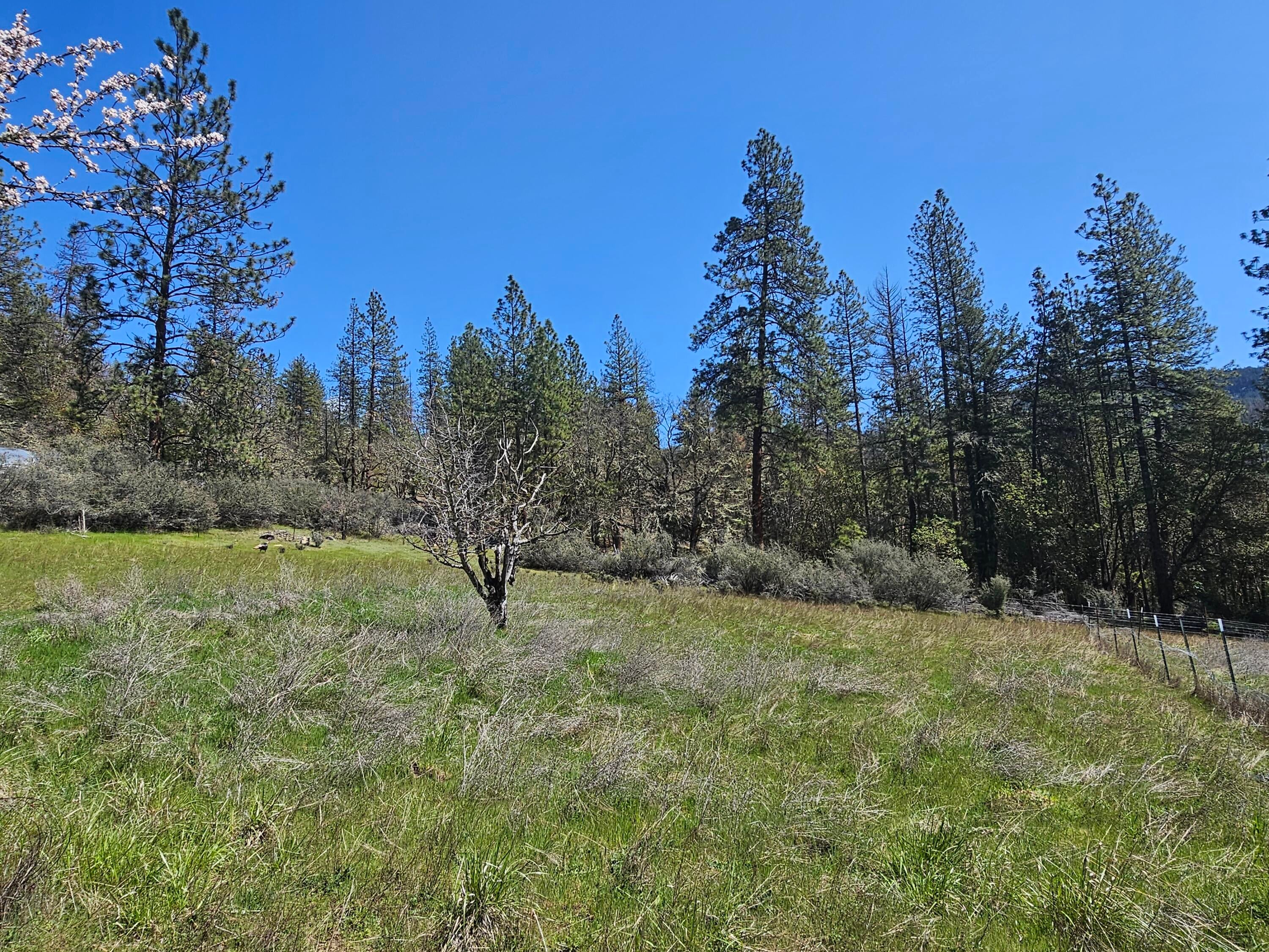 290 Star Gulch Road Jacksonville, OR 97530 - Photo 5 of 37 Field beyond home