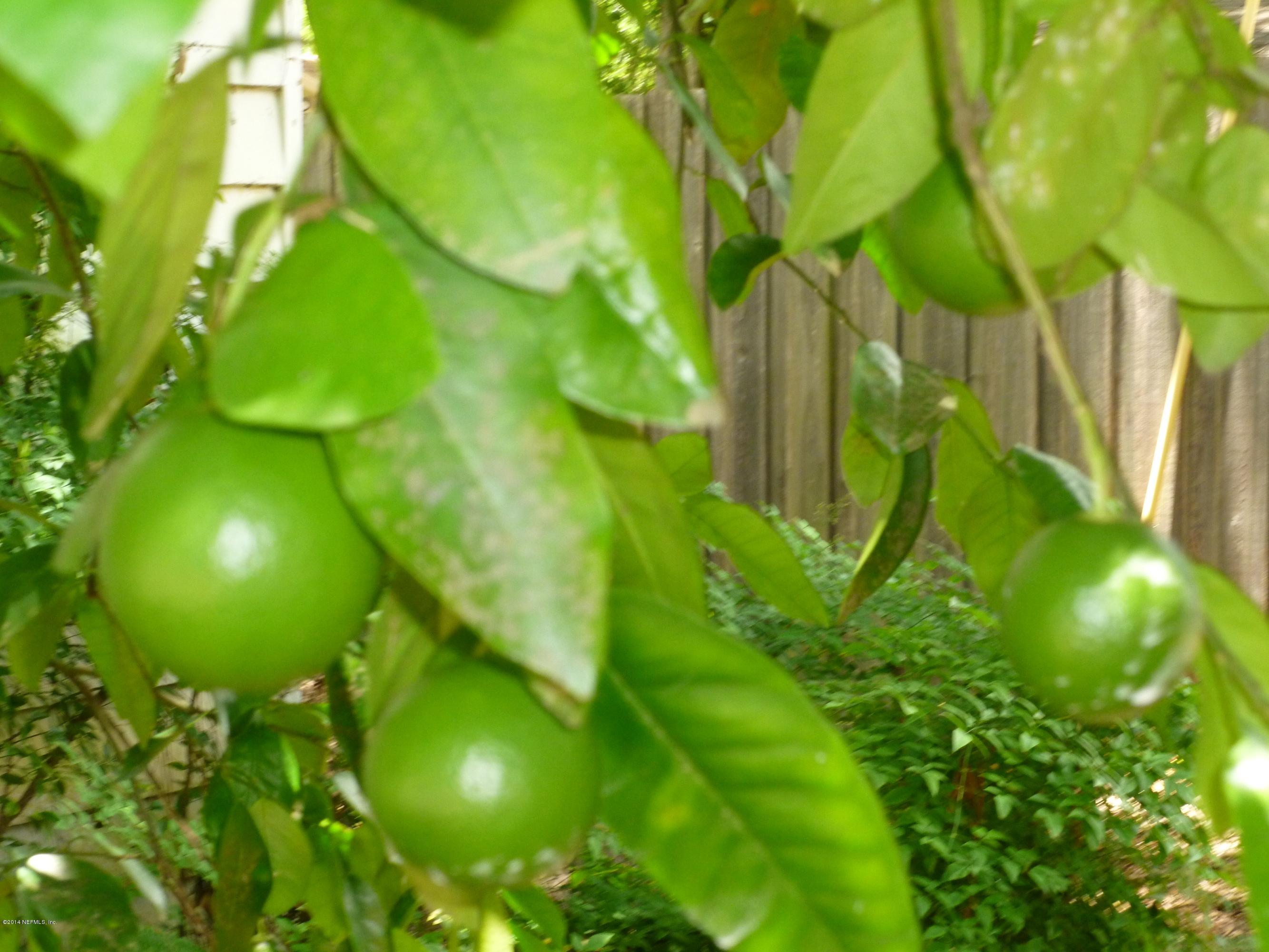 844 South Shores Road Jacksonville, FL 32207 - Photo 21 of 27 Grapefruit Tree