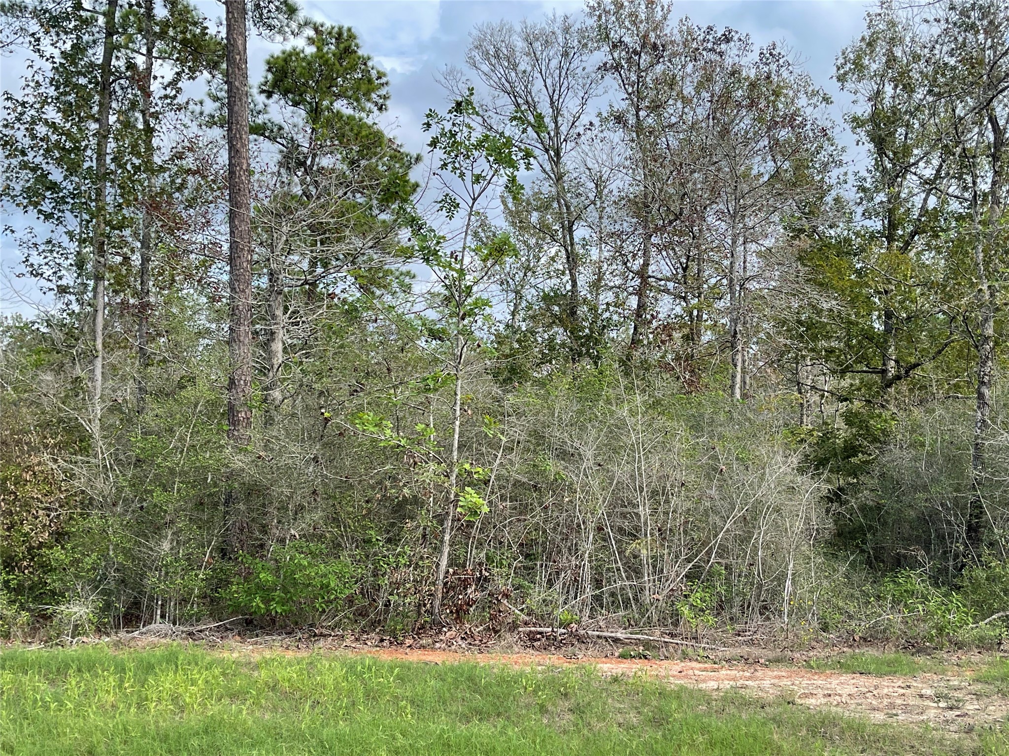 242 Iron Horse Road New Waverly, TX 77358 - Photo 9 of 15 a view of a yard with large trees