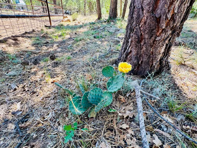 $1,149,900 | 2640 Spoonbill Drive, Happy Jack, AZ 86024