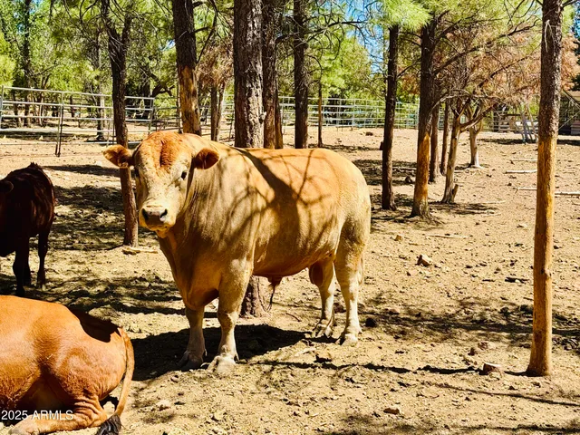 $1,149,900 | 2640 Spoonbill Drive, Happy Jack, AZ 86024