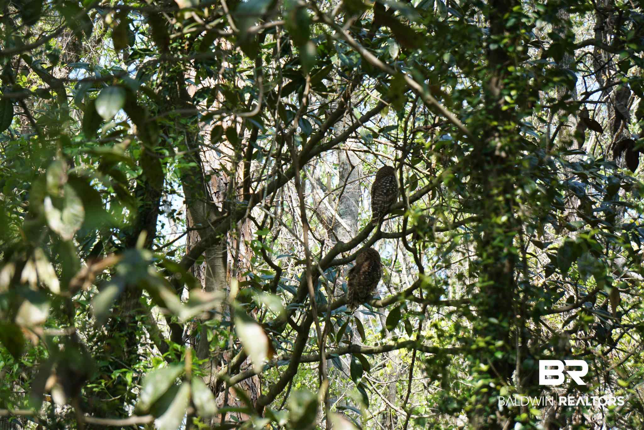 223 Montclair Loop Daphne, AL 36526 - Photo 23 of 24 Barred Owls