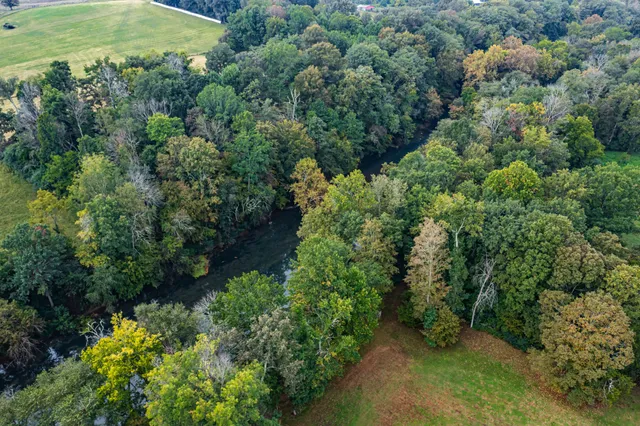 a view of a garden with a tree