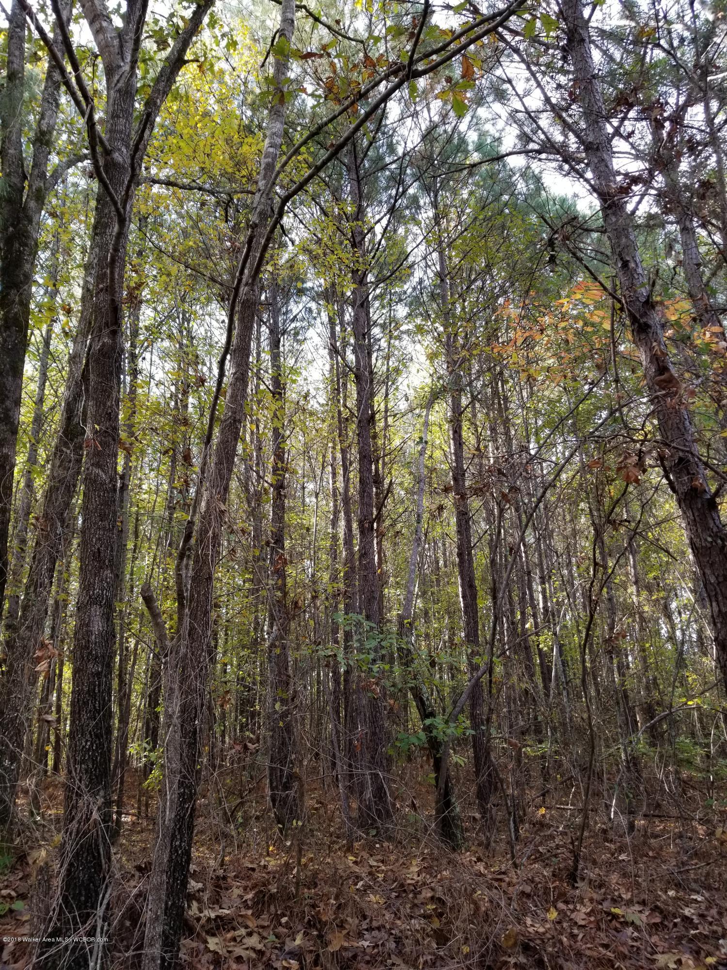 Blackwood Road Oakman, AL 35579 - Photo 3 of 21 Gallery Image 3