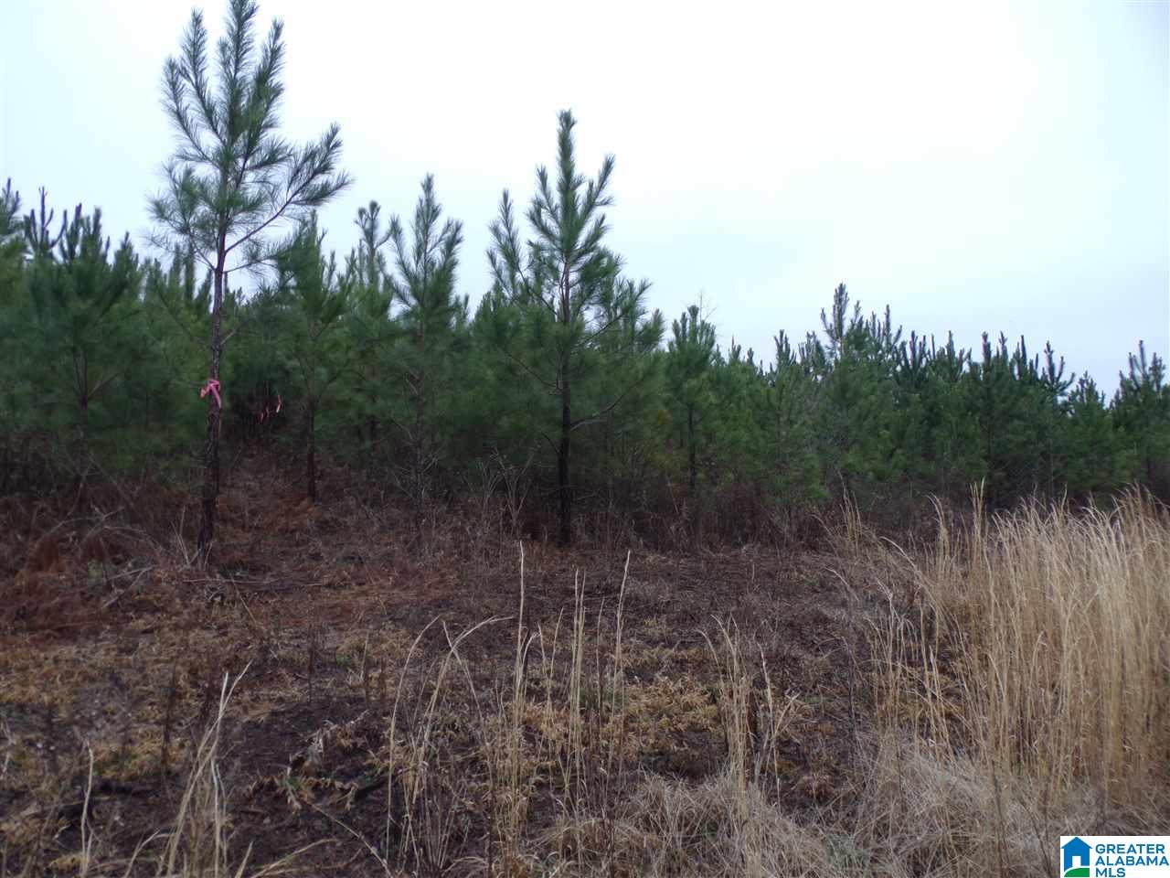 Jackson Trail, Unit 4 Albertville, AL 35950 - Photo 6 of 13