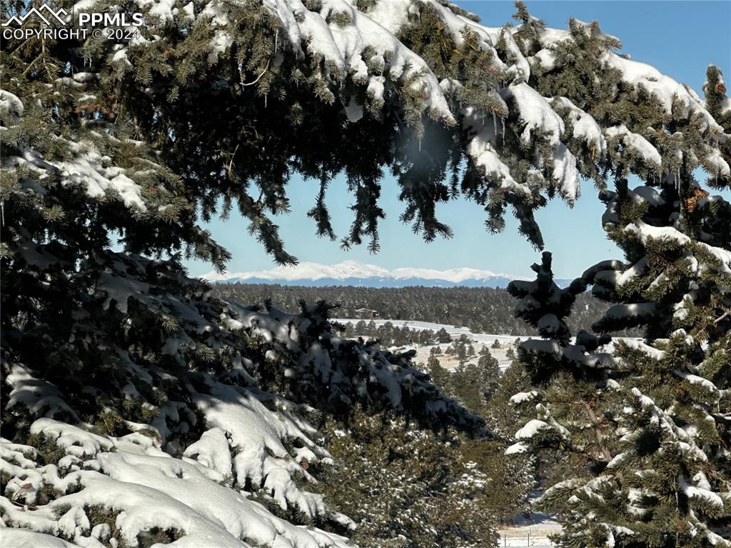 12990 Mc Cune Road Elbert, CO 80106 - Photo 50 of 50 a view of a tree