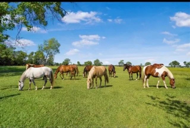 $999,999 | 20547 Crosby Eastgate Road, Crosby, TX 77532