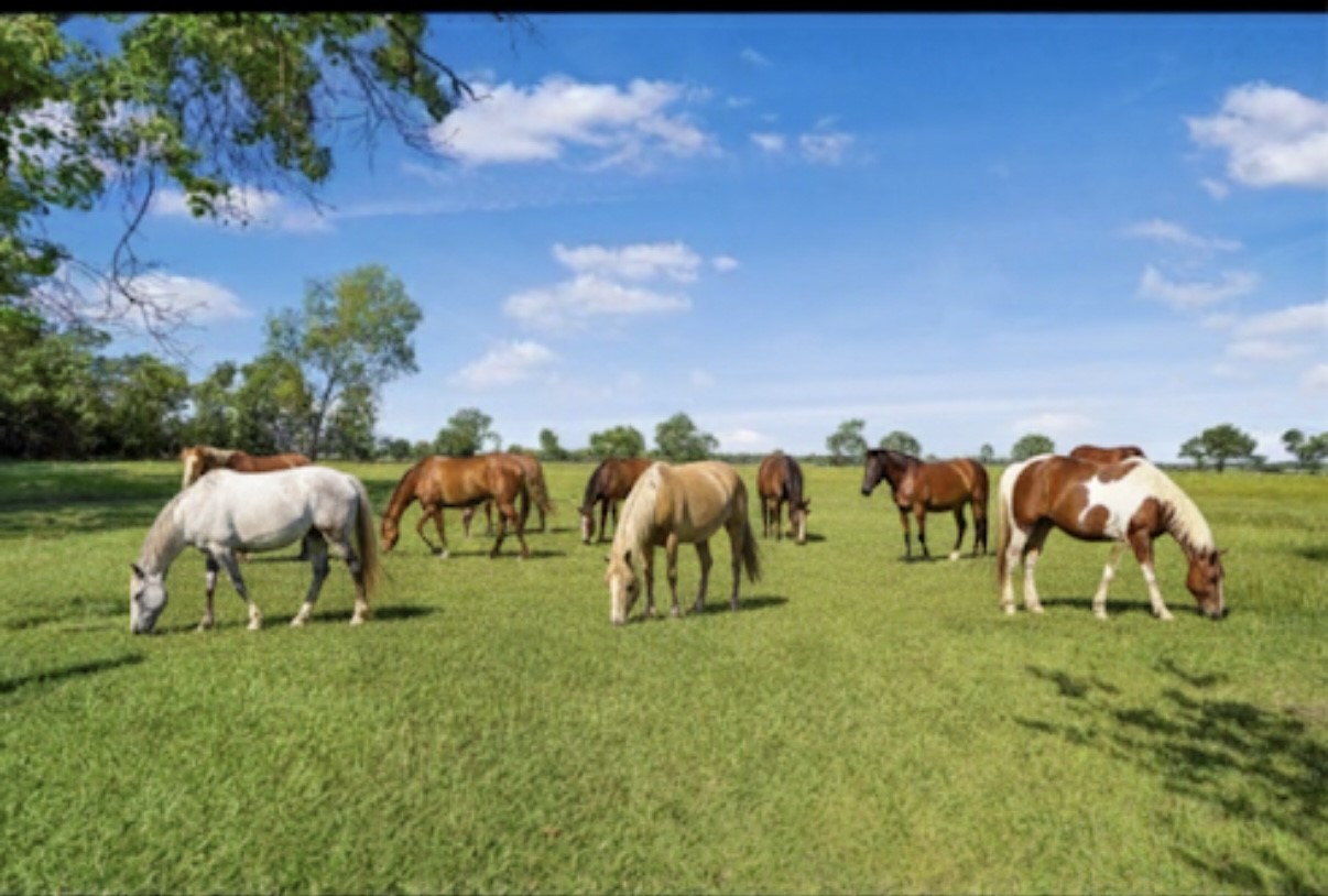 20547 Crosby Eastgate Road Crosby, TX 77532 - Photo 44 of 44 Perfect for all types of farm animals.