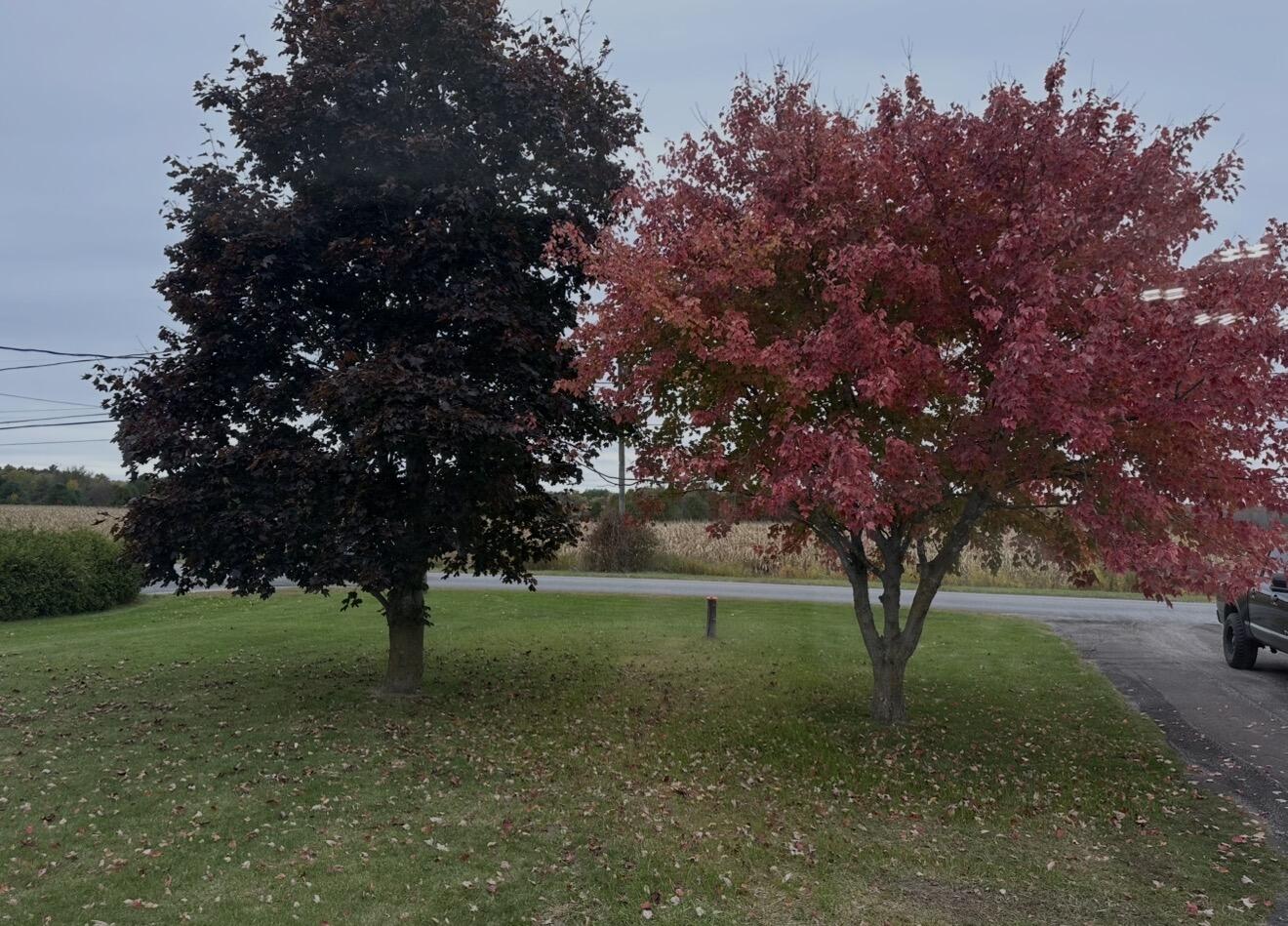 248 Ratta Road Chazy, NY 12921 - Photo 15 of 19 Front Yard