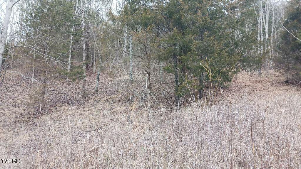 3 Charles Johnson Road Chuckey, TN 37641 - Photo 3 of 8 imagejpeg_1 (1)