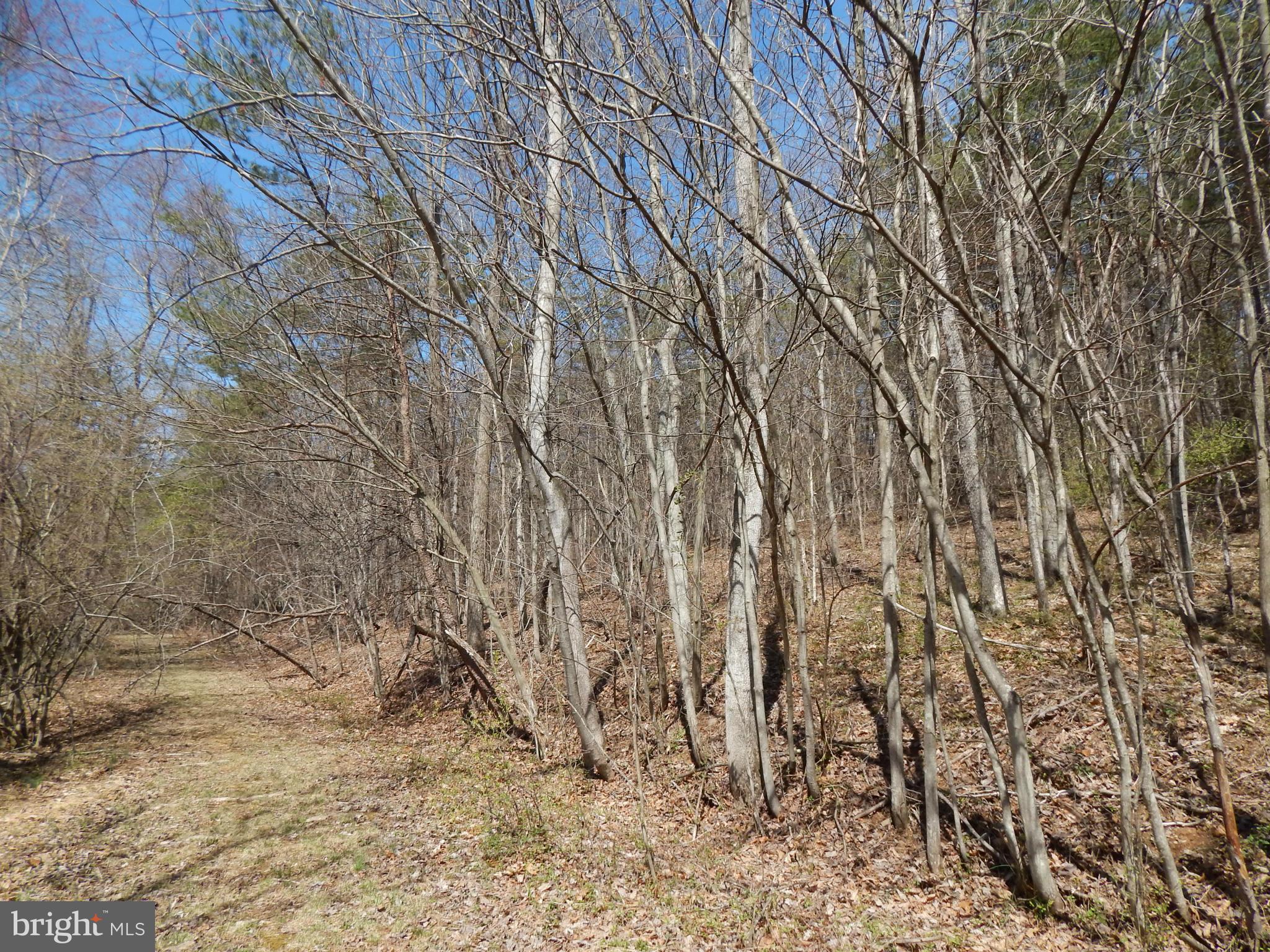 Highland Ridge Road Berkeley Springs, WV 25411 - Photo 6 of 11 a view of a yard