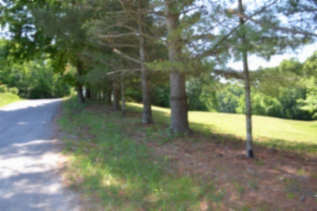 318 Rock Springs Road Celina, TN 38551 - Photo 68 of 87 a view of a yard with a tree
