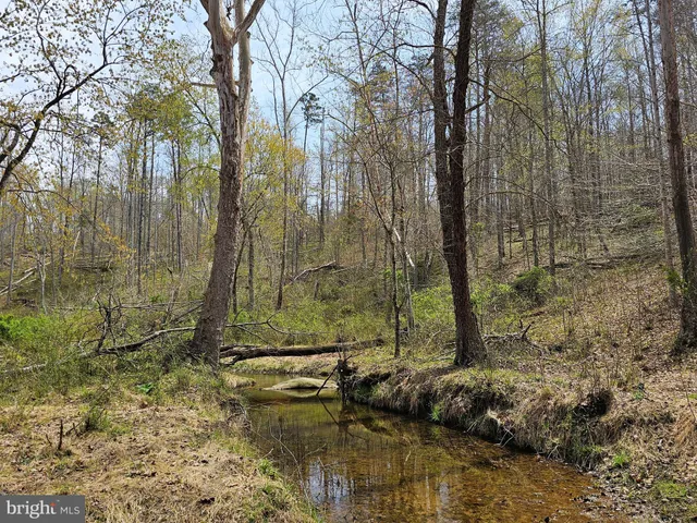 a view of a yard with plants
