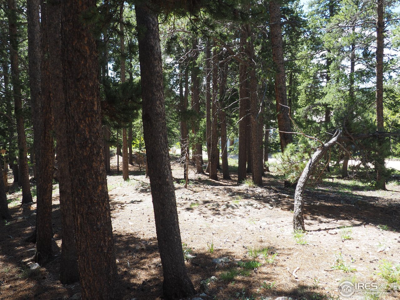 0 Caesar Road Black Hawk, CO 80422 - Photo 6 of 10 a view of a yard with trees