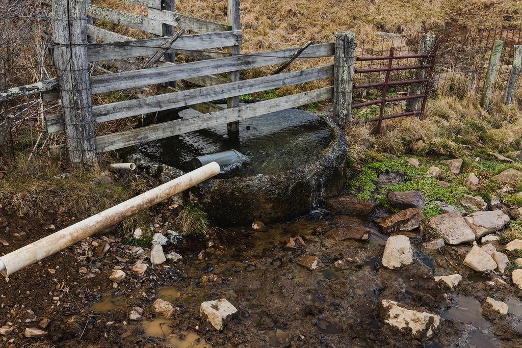 Tbd Blue Grass Valley Road Monterey, VA 24465 - Photo 16 of 22 a close up of a plant