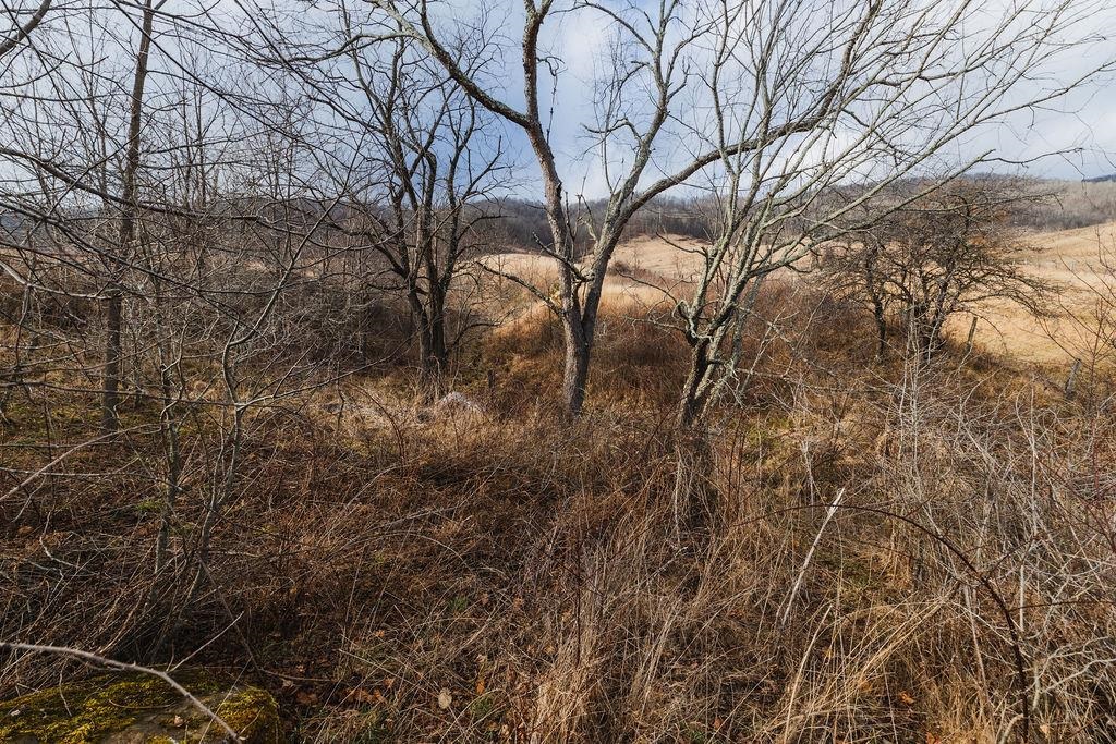 Tbd Blue Grass Valley Road Monterey, VA 24465 - Photo 18 of 22 a view of a yard