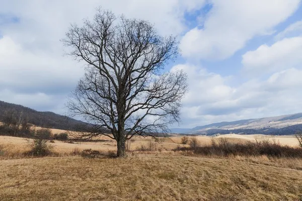 a view of outdoor space with trees