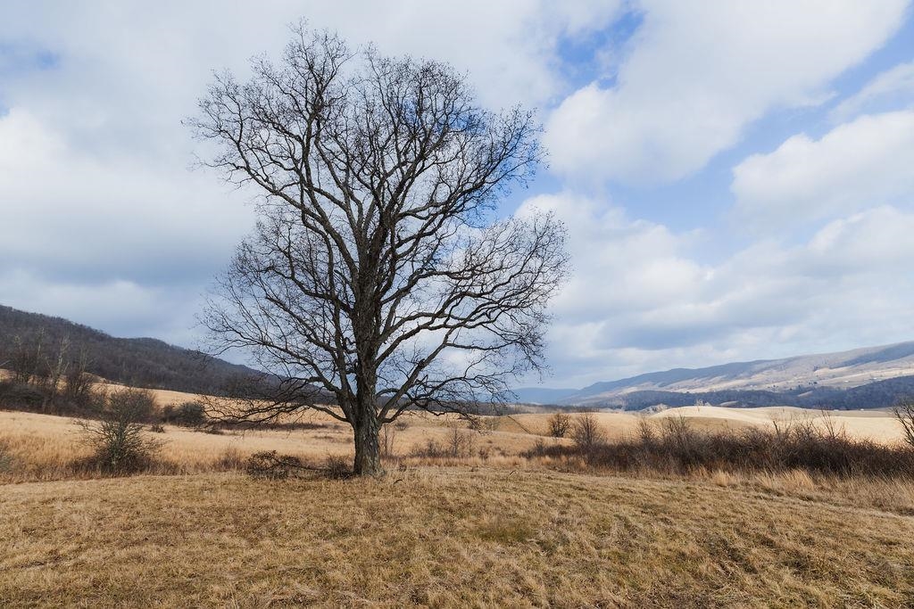 Tbd Blue Grass Valley Road Monterey, VA 24465 - Photo 5 of 22 a view of large trees and covered with snow