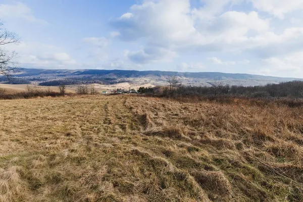 a view of a dry yard with green space