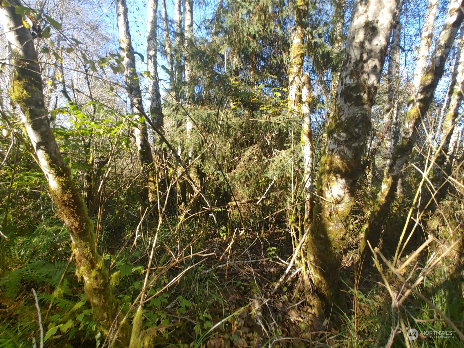 999 Clearwater Road Forks, WA 98331 - Photo 13 of 18 Gallery Image 13