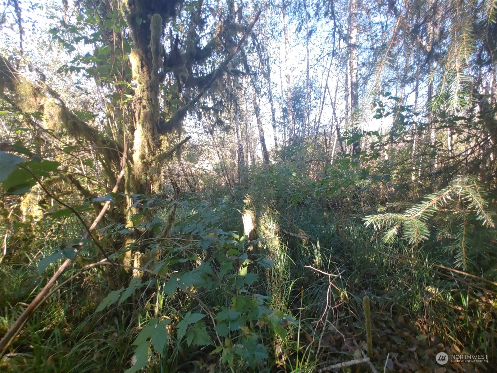 999 Clearwater Road Forks, WA 98331 - Photo 14 of 18 Gallery Image 14