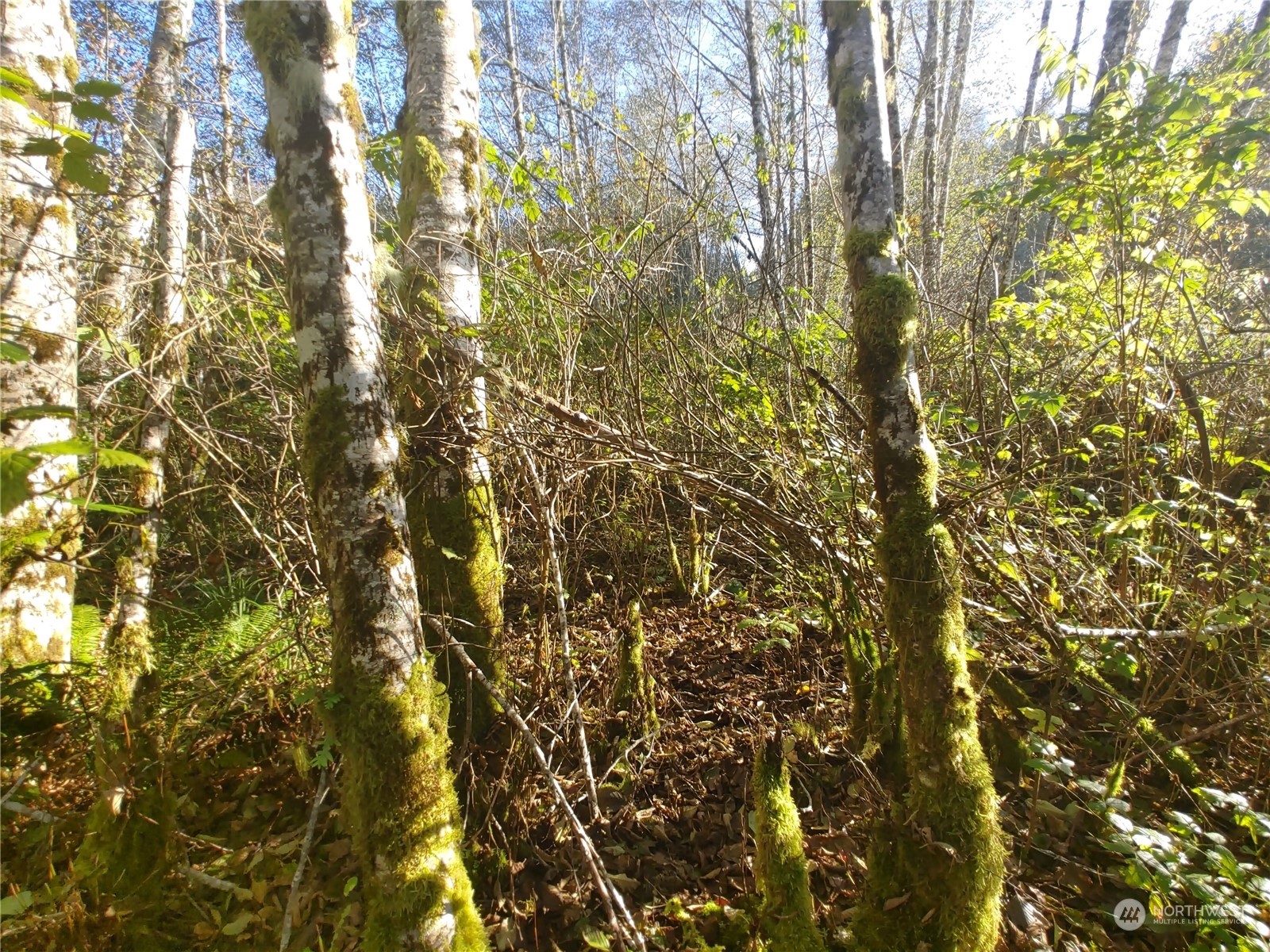 999 Clearwater Road Forks, WA 98331 - Photo 15 of 18 Gallery Image 15