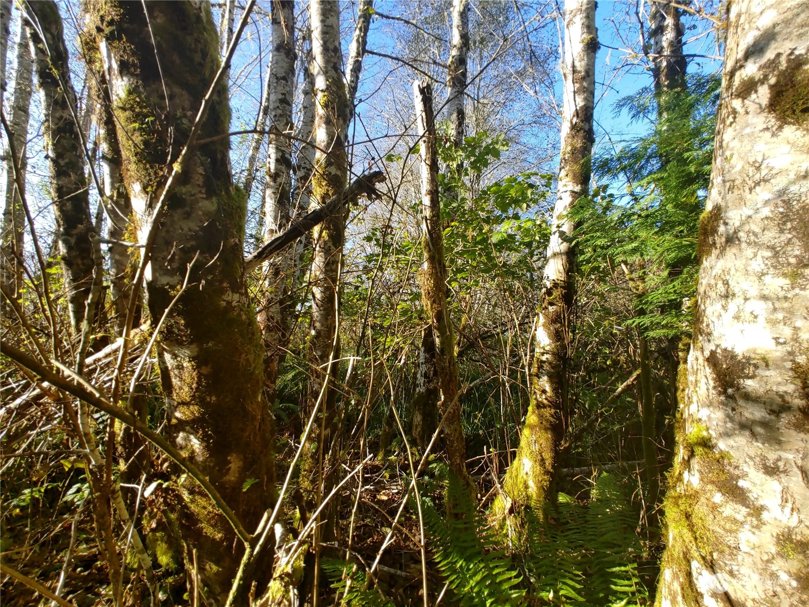 999 Clearwater Road Forks, WA 98331 - Photo 6 of 18 Gallery Image 6