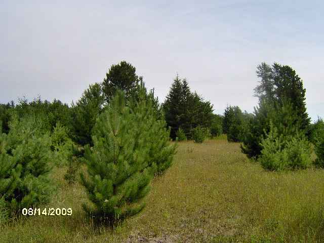 26 & Old Cemetary Road Tower, MN 55790 - Photo 2 of 8