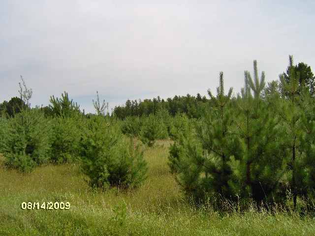 26 & Old Cemetary Road Tower, MN 55790 - Photo 5 of 8