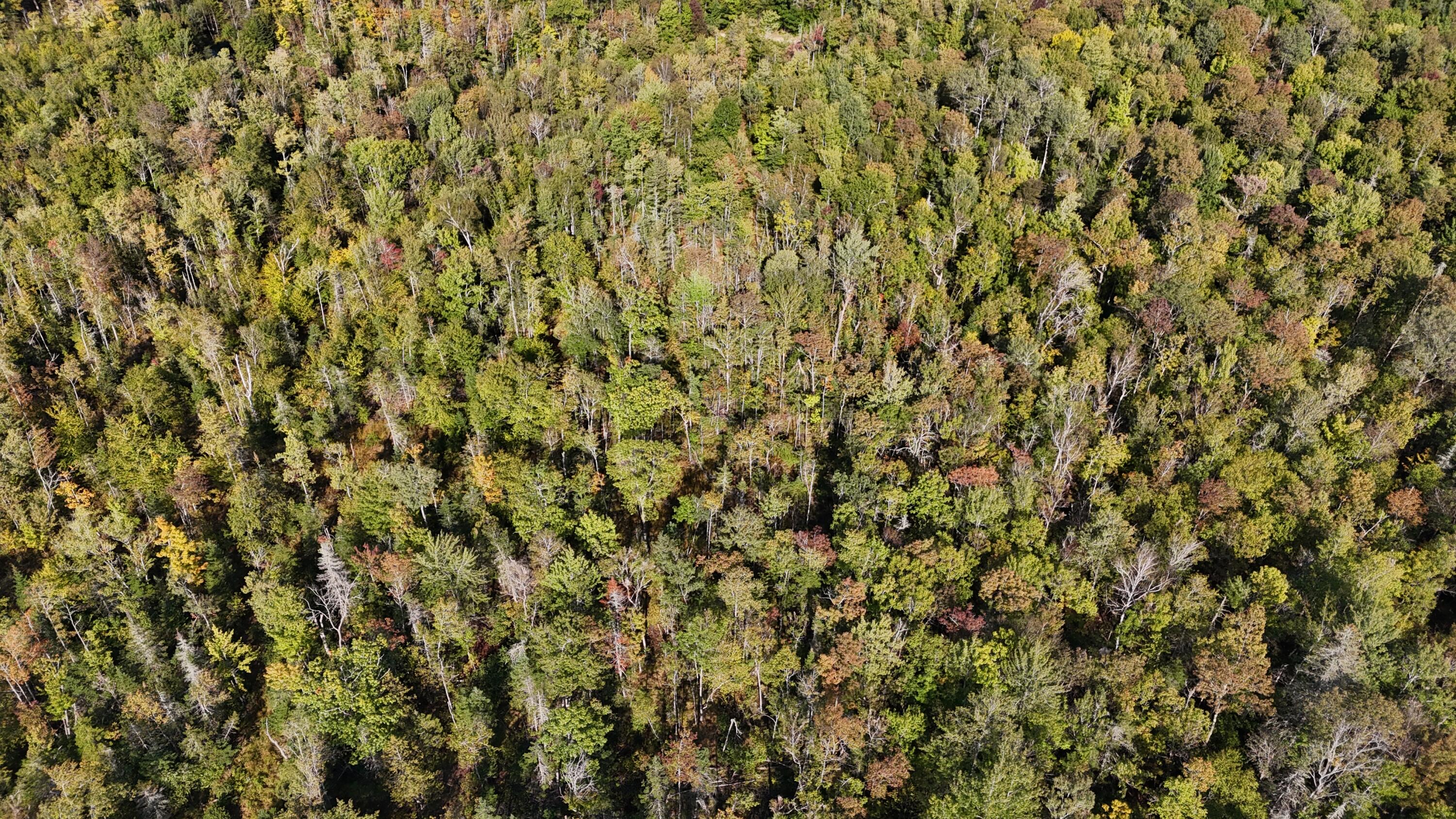 Tbd Tbd Woodcock Road St. Albans, ME 04971 - Photo 7 of 10 DJI_20250915034711_0009_D