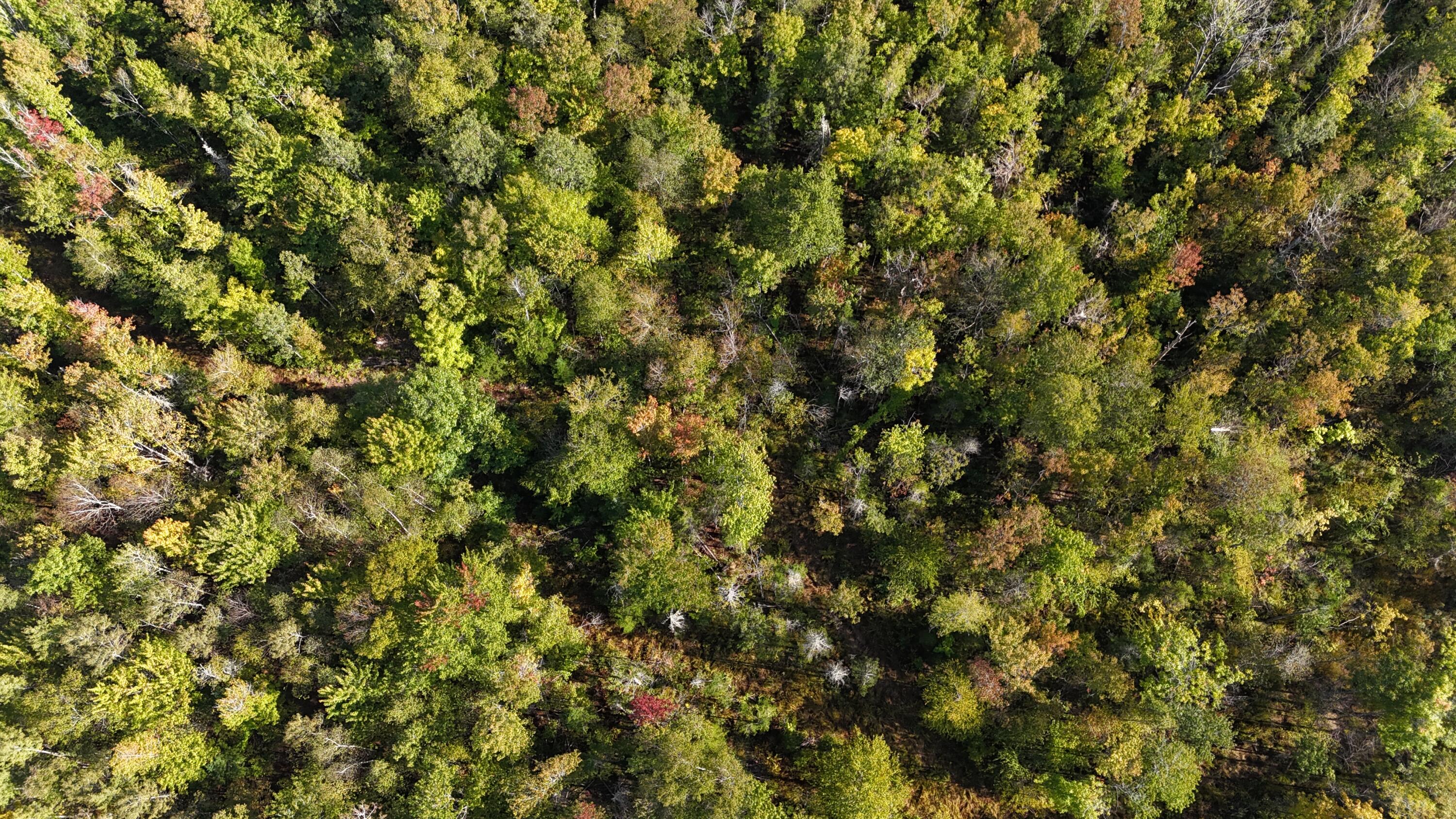 Tbd Tbd Woodcock Road St. Albans, ME 04971 - Photo 8 of 10 DJI_20250915034829_0010_D