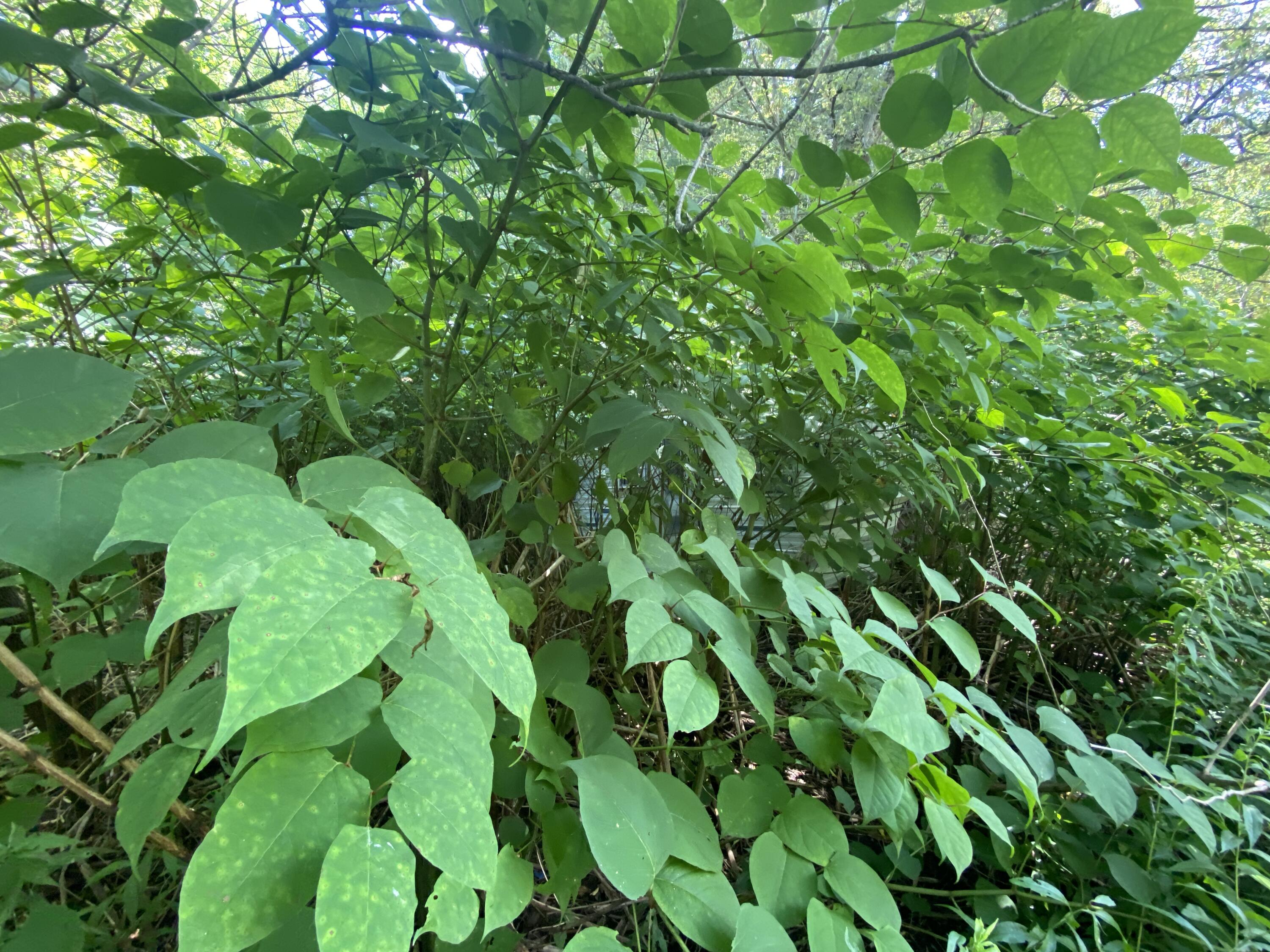 561 Unity Road Benton, ME 04901 - Photo 4 of 6 IMG_2479