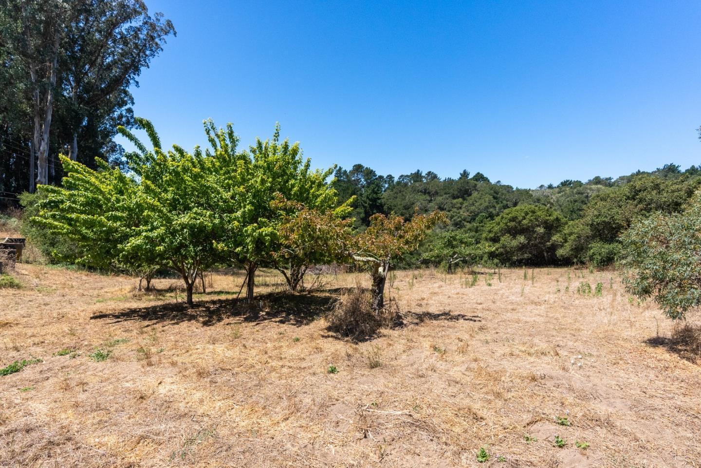 151 Rancho Road Watsonville, CA 95076 - Photo 8 of 56 a view of a yard with a tree
