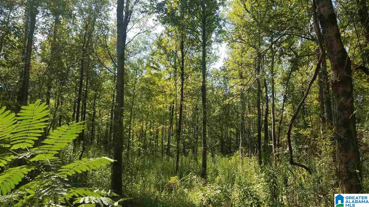 0 Pine Mountain Road, Unit 6 Odenville, AL 35120 - Photo 3 of 7
