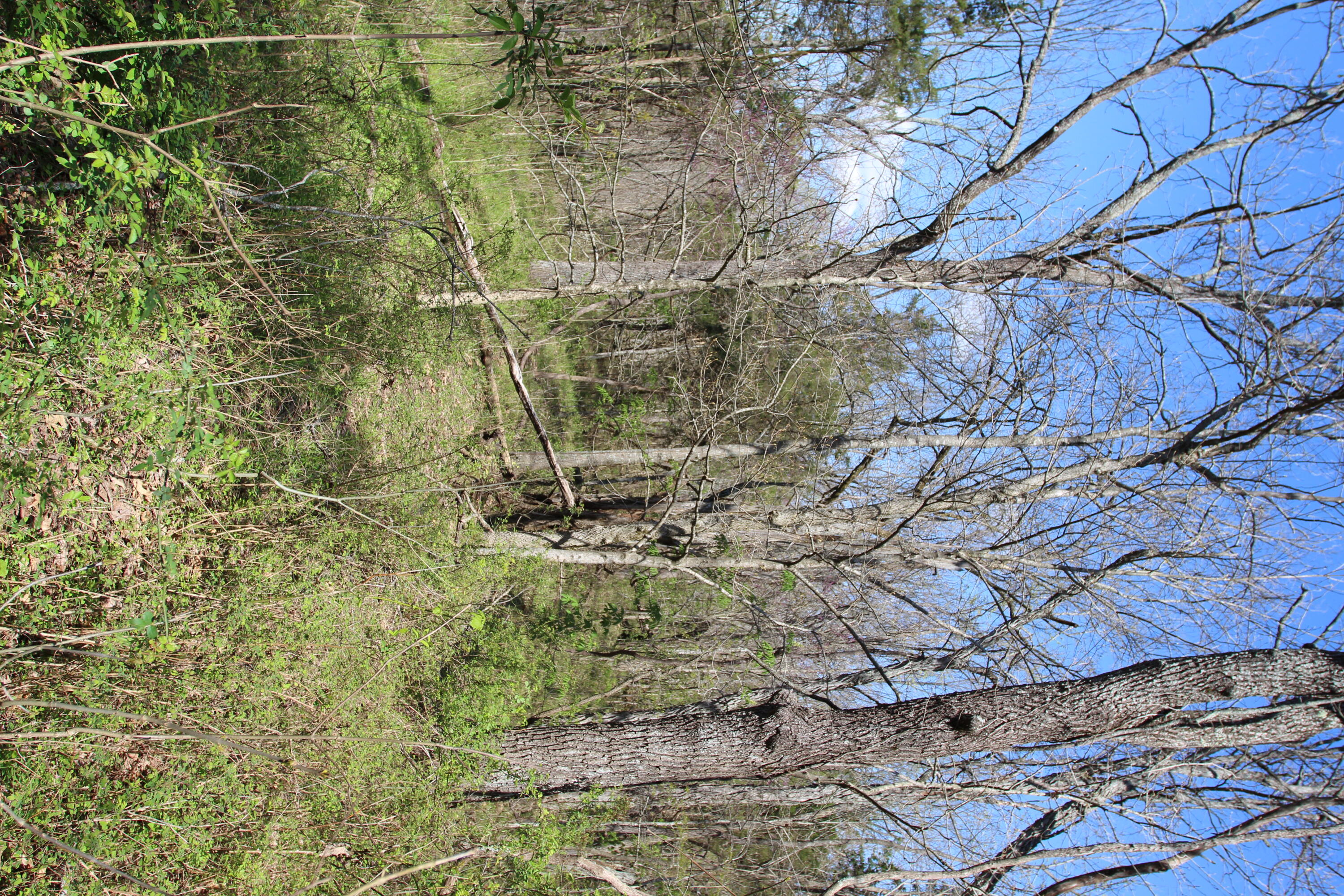127 Owenton Road Owenton, KY 40359 - Photo 11 of 33 1- land owen county (10)