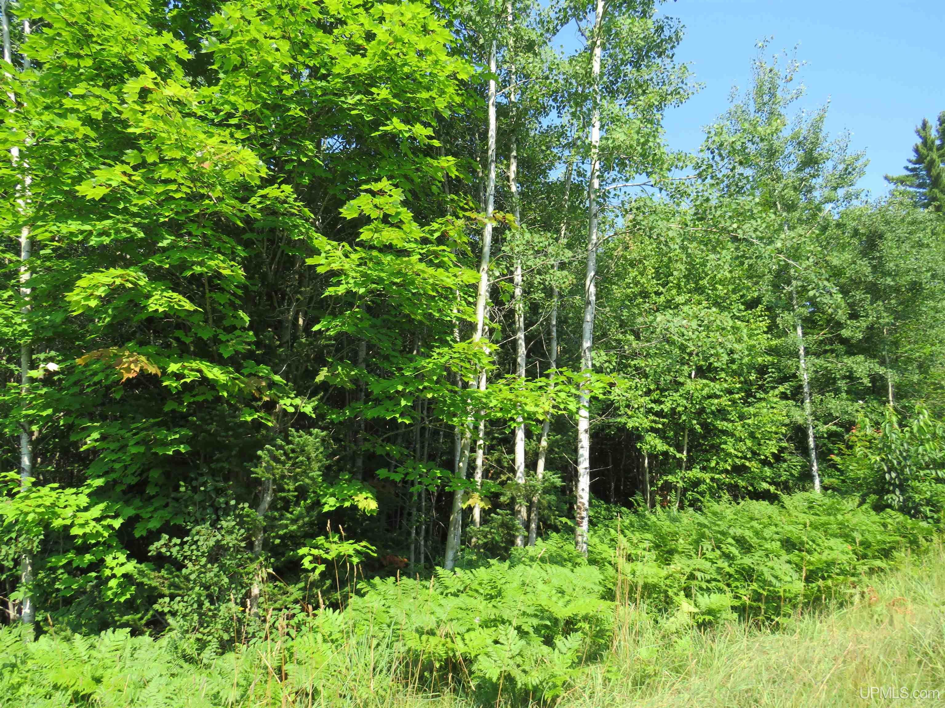 Tbd Off King Lake Road Michigamme, MI 49861 - Photo 39 of 45 Gallery Image 39
