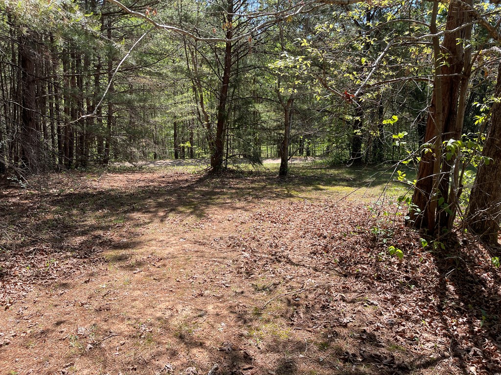 Lot 71 Licklog Ridge Hayesville, NC 28904 - Photo 7 of 7 a view of a yard with a tree