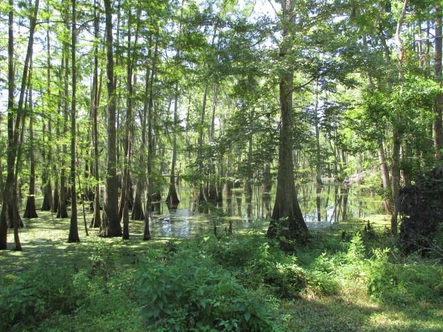 591 Jd Camp Road Atlanta, LA 71404 - Photo 6 of 30 Gallery Image 6