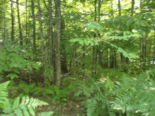 On Red Rock Road Athelstane, WI 54104 - Photo 6 of 7 Gallery Image 6