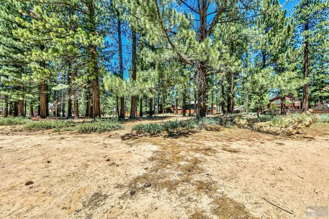 a view of a yard with a tree