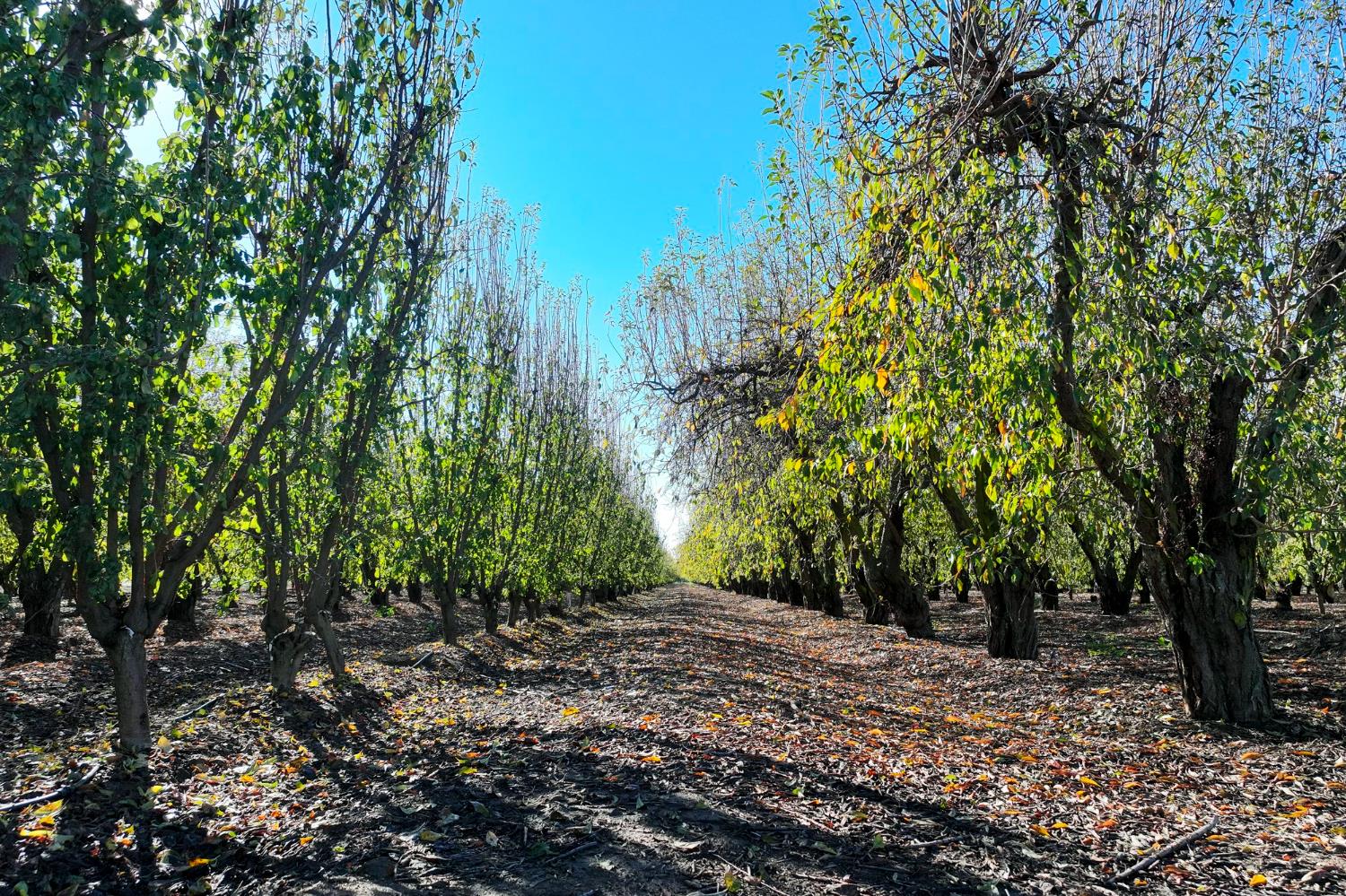 0 South Crawford Avenue Reedley, CA 93654 - Photo 11 of 12